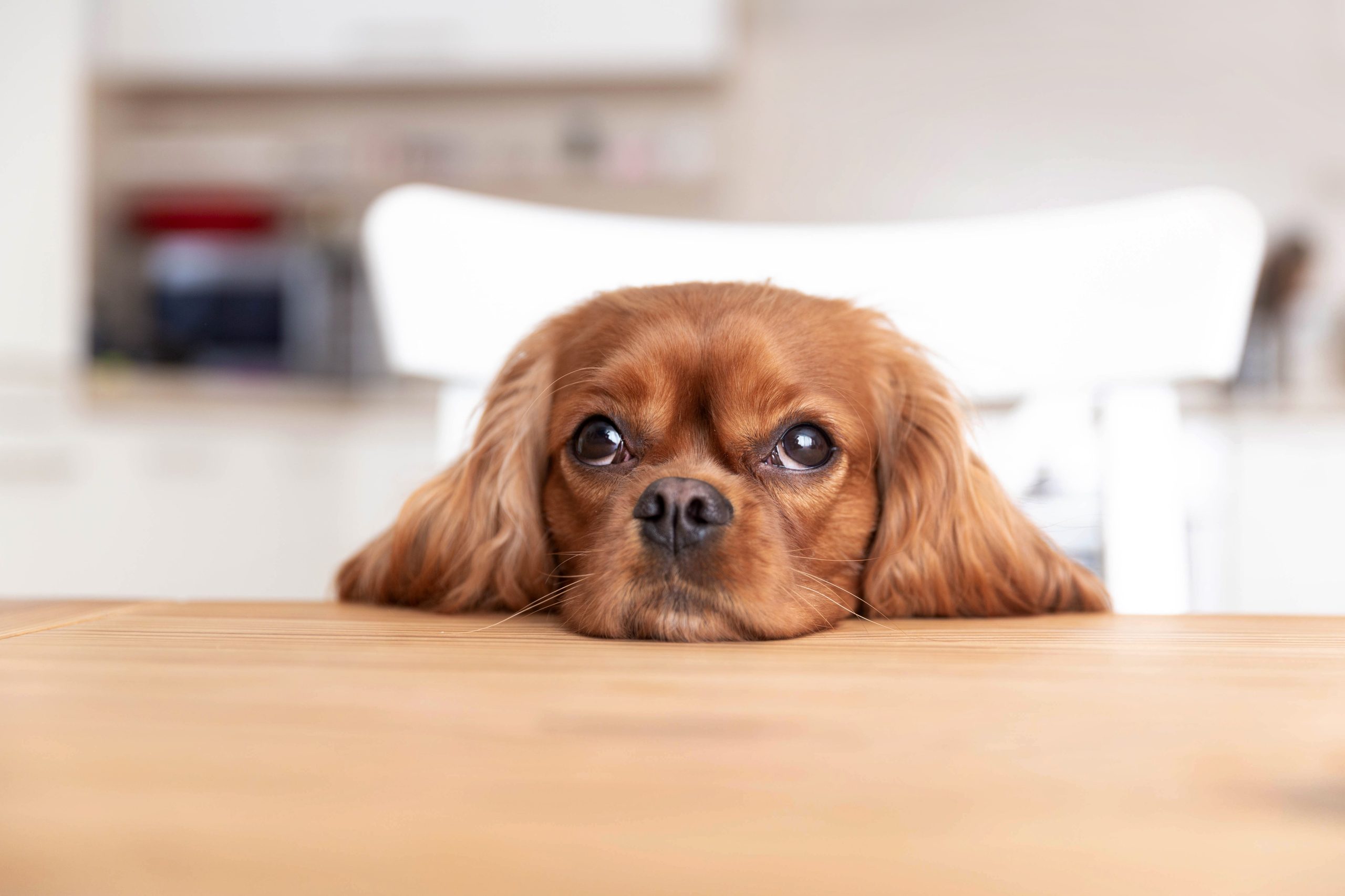 Best Dog Subscription Boxes