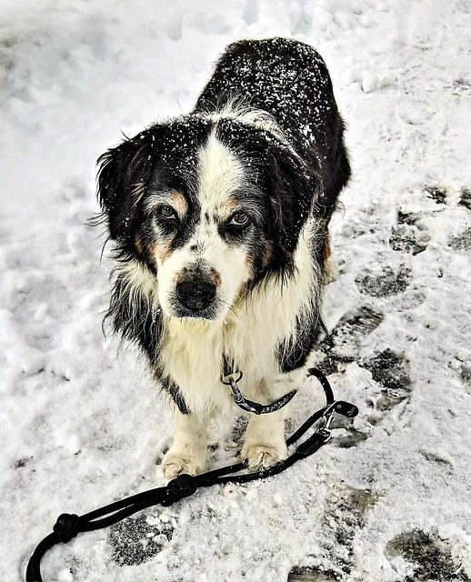 Tips For Walking Dogs During Winter