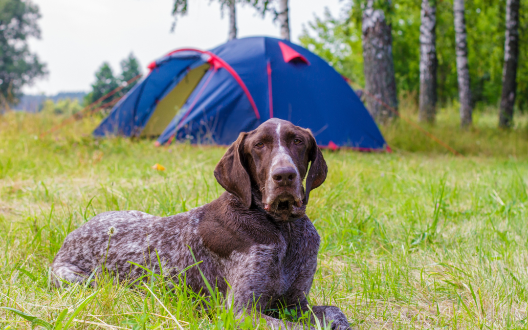 Camping Season – DOG EDITION