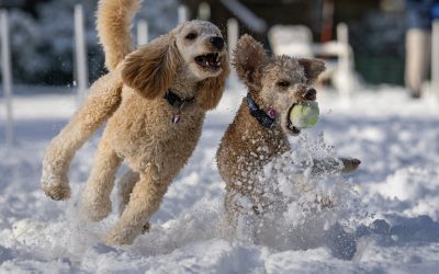 How Cold is Too Cold: Winter Dog Tips