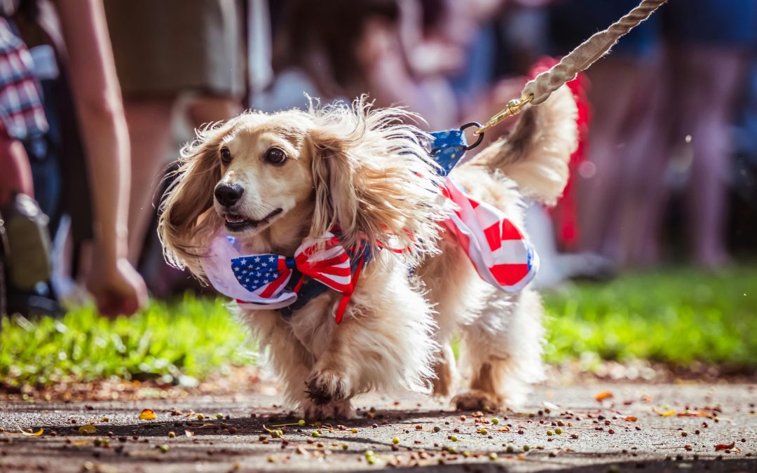 Fireworks, July 4th, and Furry Friends: Celebrating Safely with Your Dog in PA & MD