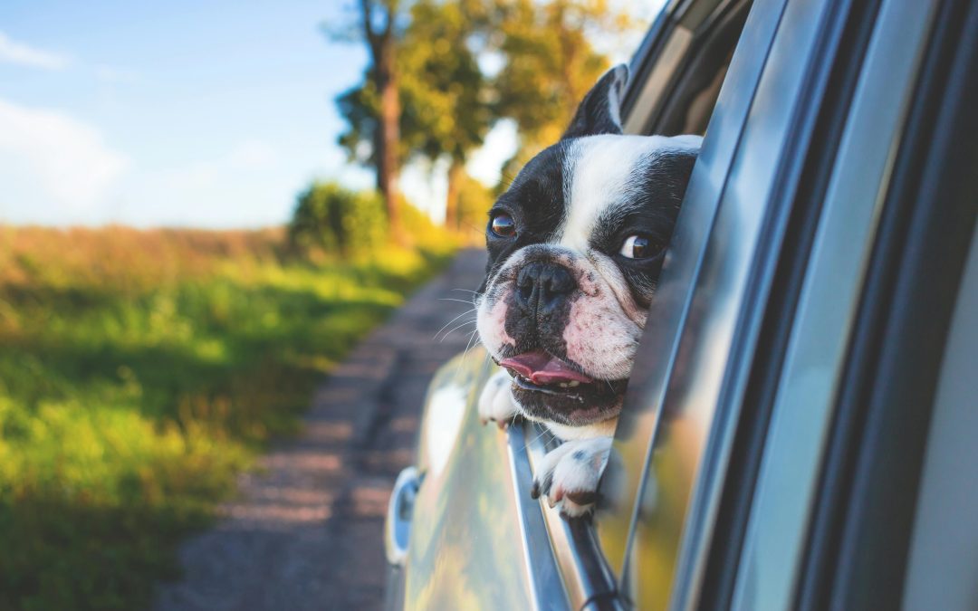 The Best Dog Poop Bags & Tools for Traveling with Your Dog Through Pennsylvania & Maryland