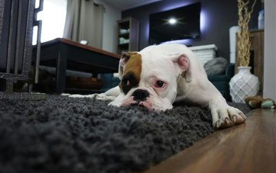 Back to School, Back to Work: A Dog Owner’s Guide to Fall Routines in PA & MA