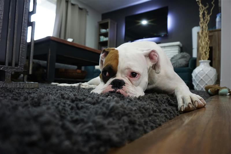 Back to School, Back to Work: A Dog Owner’s Guide to Fall Routines in PA & MA