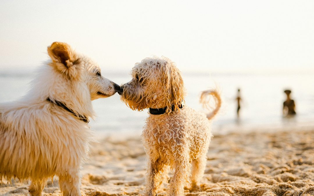 Celebrating National Dog Month with Poop Genie in Pennsylvania and Massachusetts