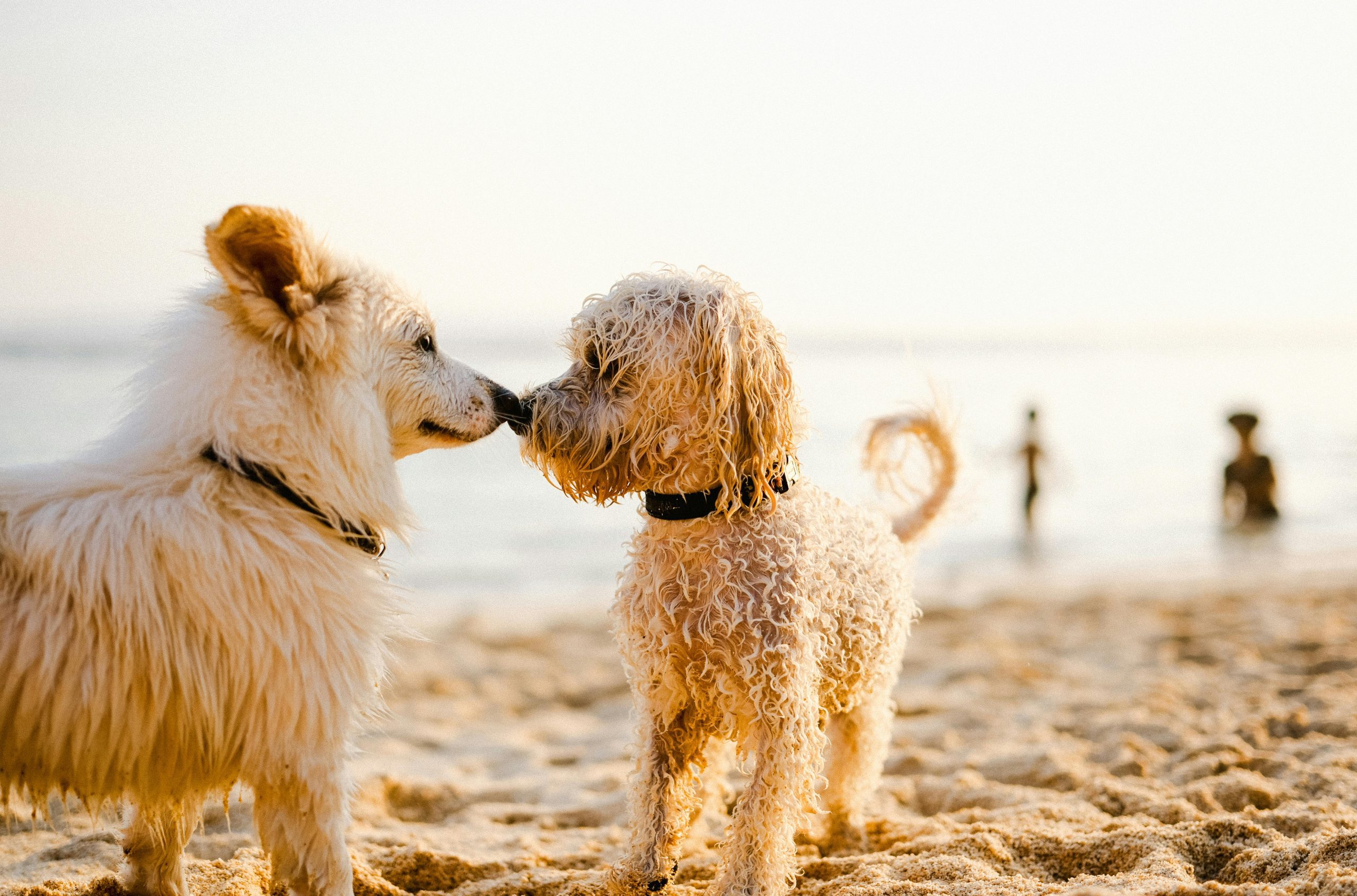 Dog Poo Removal