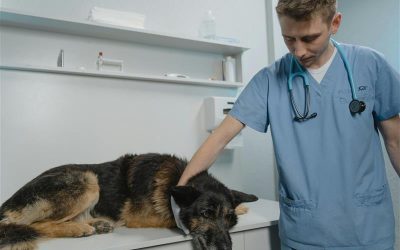 Vet Check October: Why Annual Appointments Matter for Your Healthy Dog in PA