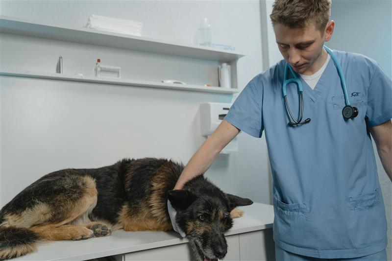 Vet Check October: Why Annual Appointments Matter for Your Healthy Dog in PA