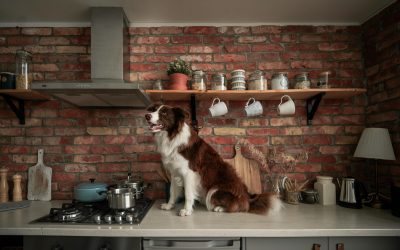 Celebrate National Cook for Your Pet Day with Cozy, Gut-Friendly Recipes