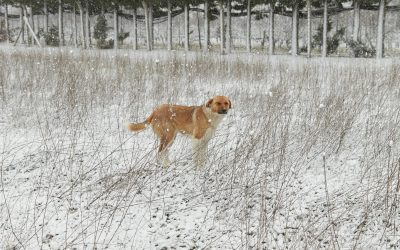 Winter Dog Waste Removal: Why Poop Genie is Worth Every Penny