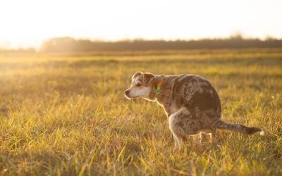Dog Waste Laws in Maryland & Pennsylvania: What Pet Owners Need to Know