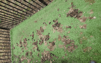 Help! My Backyard Is a Minefield: The Real Reason Dog Poop Cleanup Can’t Wait