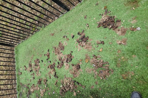 The Real Reason Dog Poop Cleanup Can’t Wait