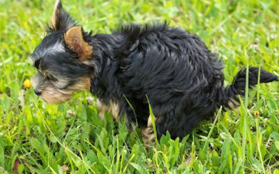 Confessions of a Dog Owner: I Didn’t Pick Up the Poop… and Things Got Weird
