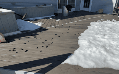 Spring Snow Melt Surprise: The Backyard Problem Every Dog Owner Dreads