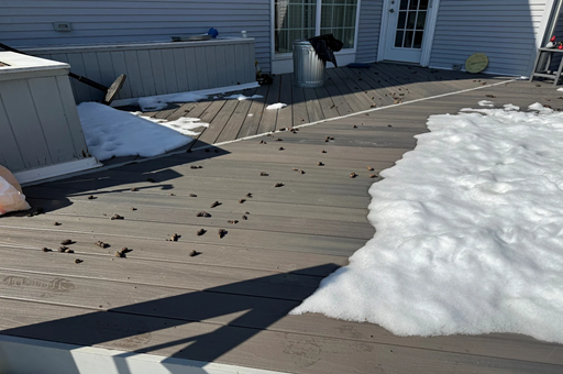 The Backyard Problem Every Dog Owner Dreads