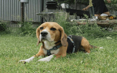 Hot Weather + Dog Poop = A Backyard Smell You Can’t Ignore