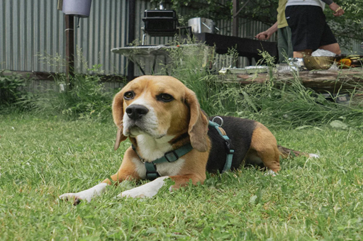 Dog Poop Cleanup in Maryland & Pennsylvania