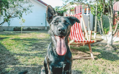 Dog-Friendly Summer in Harrisburg? Clean Backyard Tips for Dog Owners