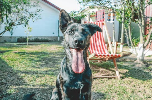 Clean Backyard Tips for Dog Owners