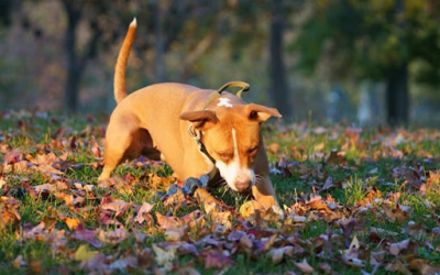 Maryland Dog Owners: Why Fall Is the Worst Time to Skip Backyard Cleanup