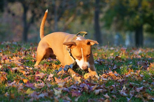 dog poop clean up in Maryland