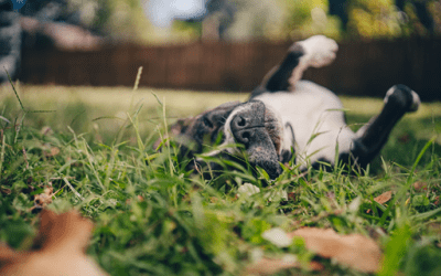 The Ultimate Mid-Atlantic Summer Dog Owner Survival Guide