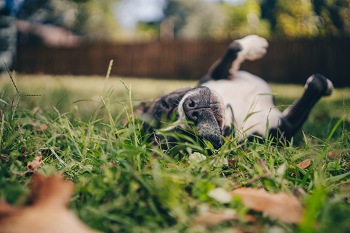 dog poop clean up