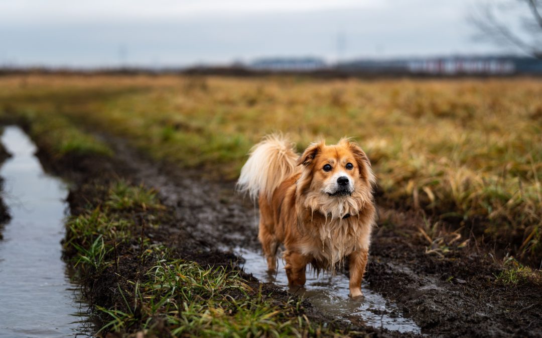 Confessions of a Dog Owner