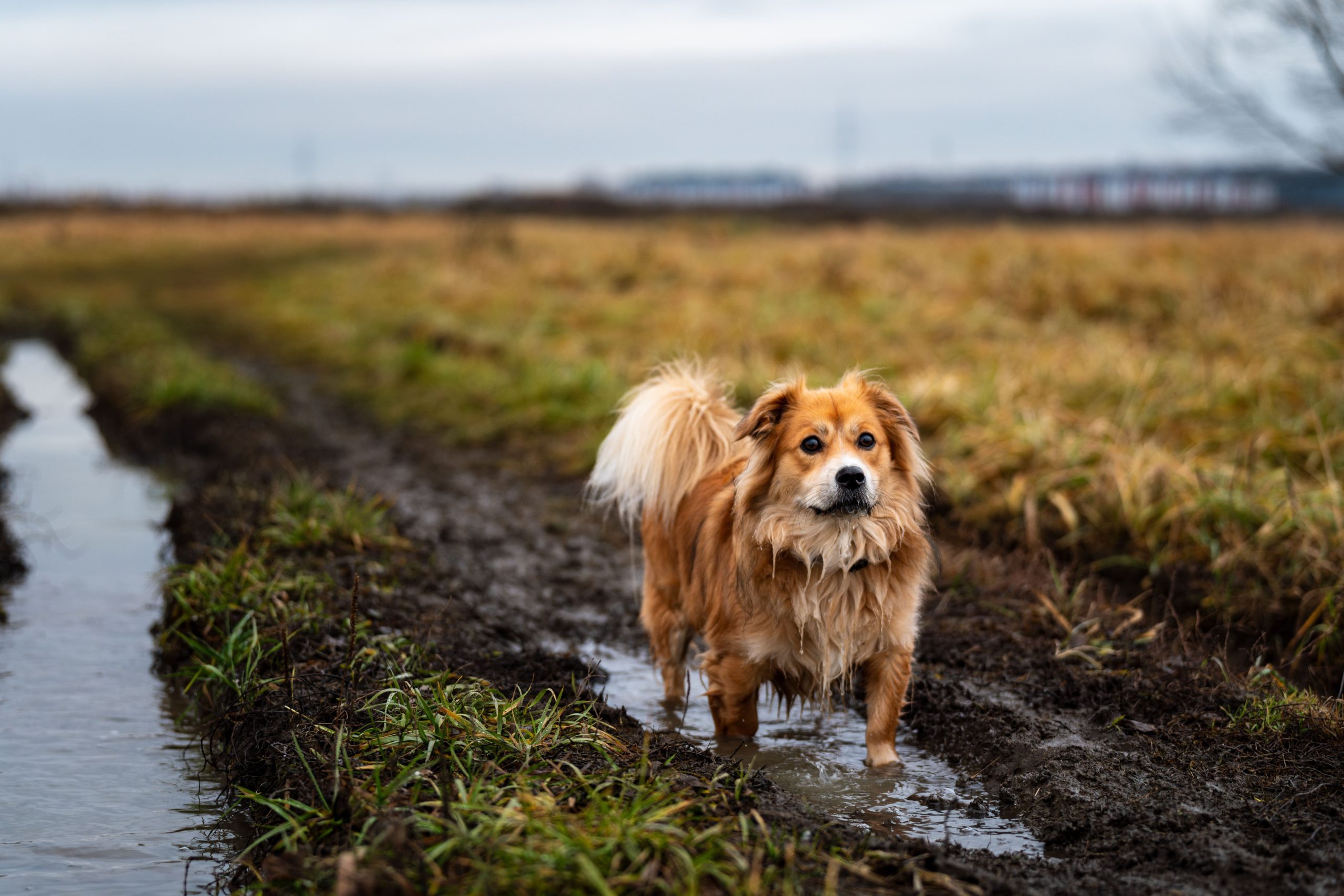 Confessions of a Dog Owner