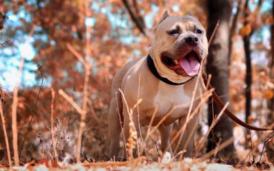Pennsylvania Dog Owners: Your Fall Pet Checklist Before Winter Arrives