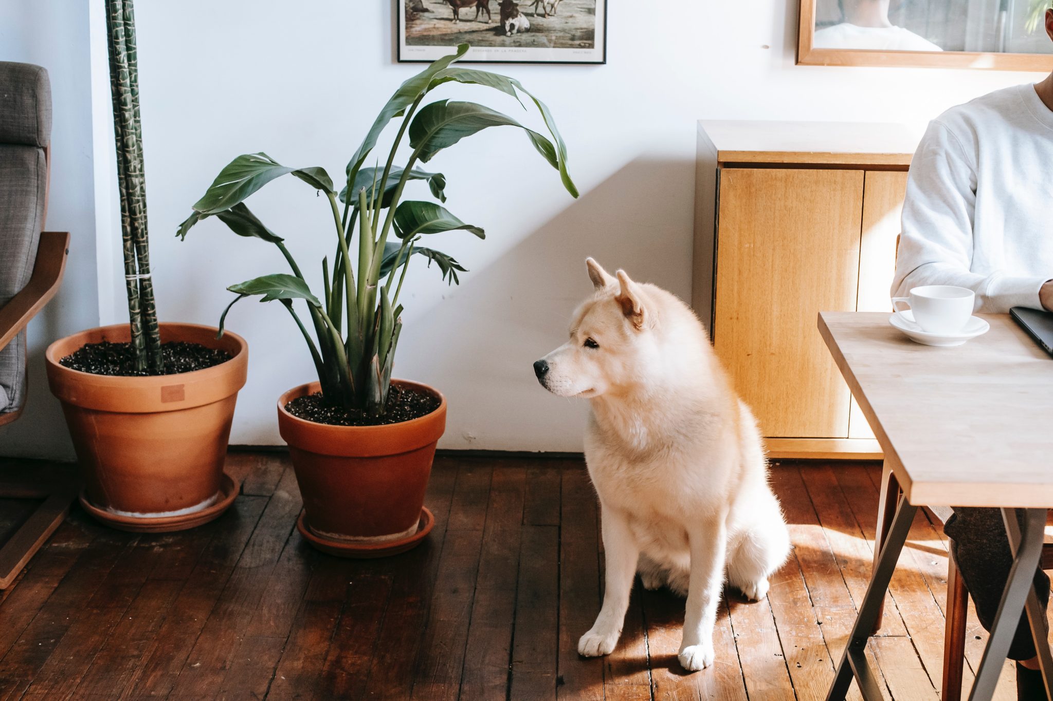 Outdoor kennel run and exercise yard serviced by Poop Genie commercial pet waste removal
